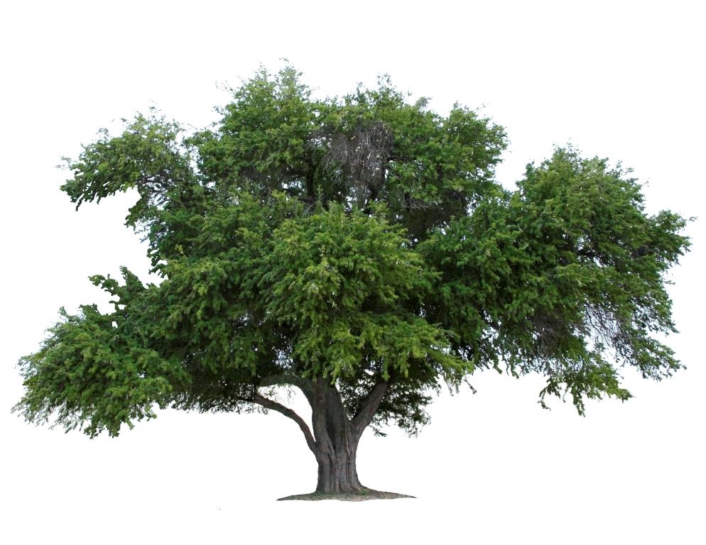 ebony-tree